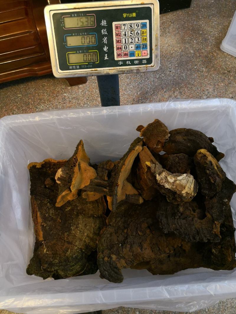 西藏高山桑树桑黄