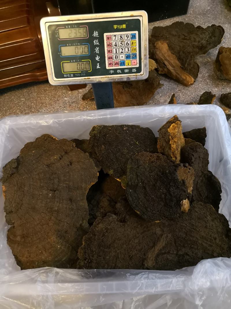 西藏高山桑树桑黄