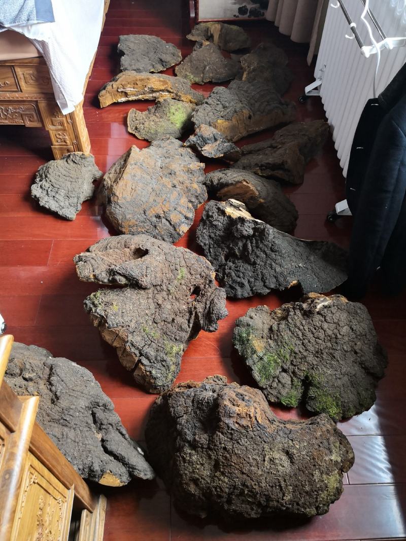 西藏高山桑树桑黄
