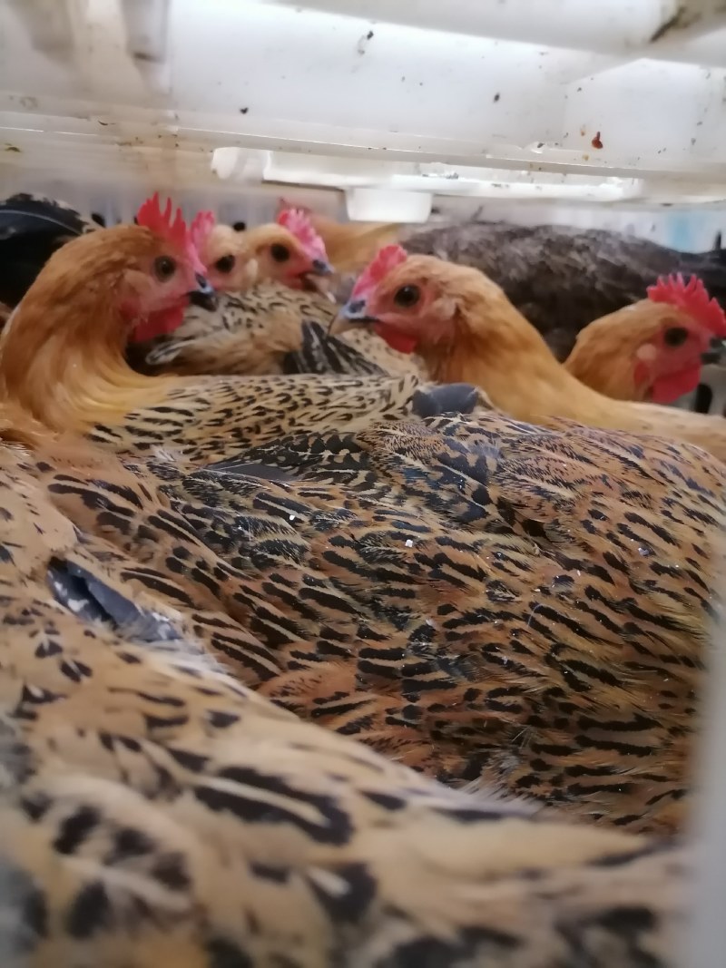 江西散养青年鸡青脚麻鸡批发续养屠宰货提供送货上门
