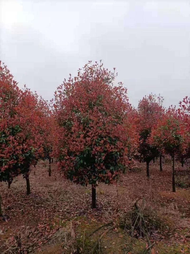 基地直销精品红叶石楠树石楠球石楠工程苗
