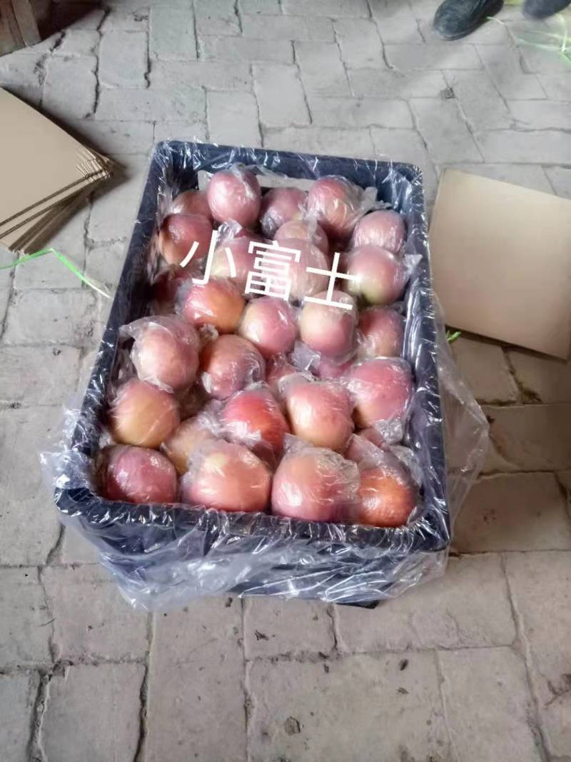 深州水果之乡（精品小富士）