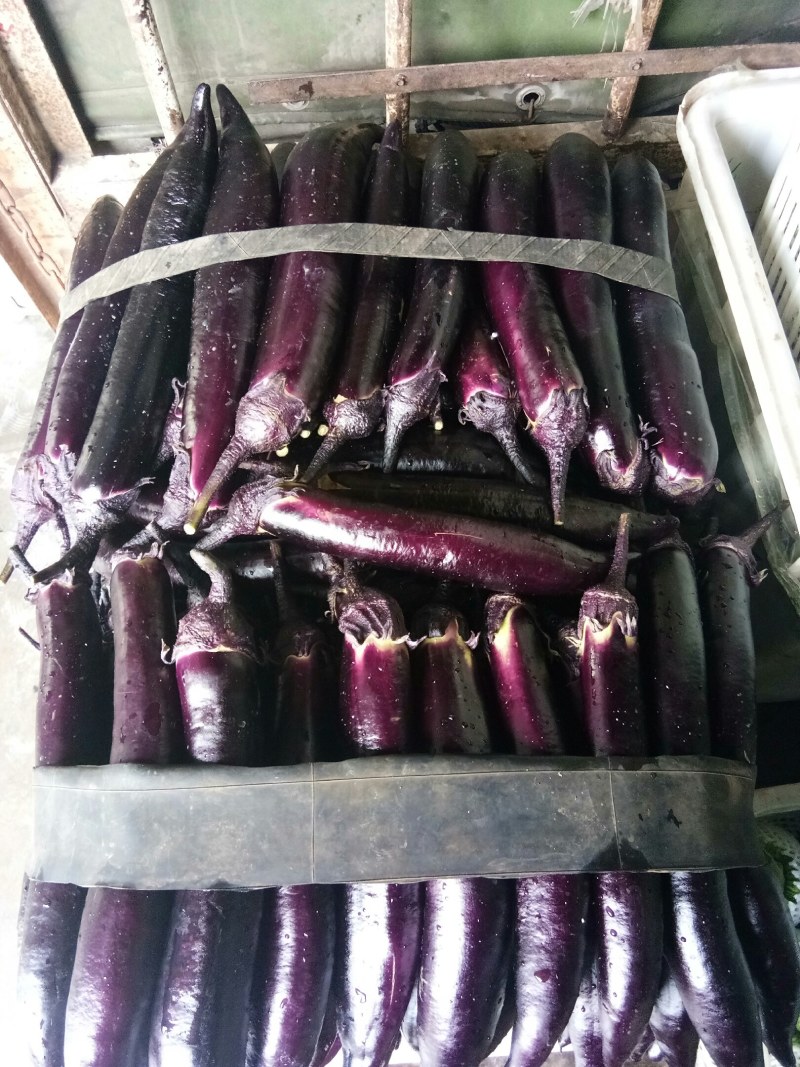茄子（新鮮黑茄子现货）