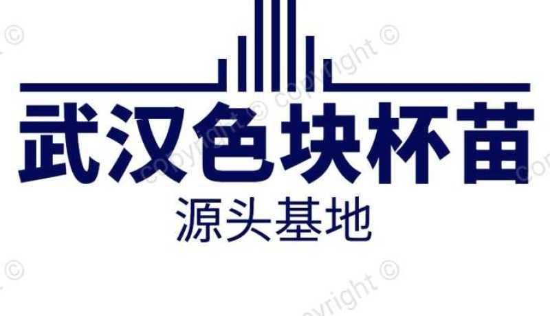 更新毛杜鹃图片规格价格批发报价行情1湖北湖南陕西生产基地
