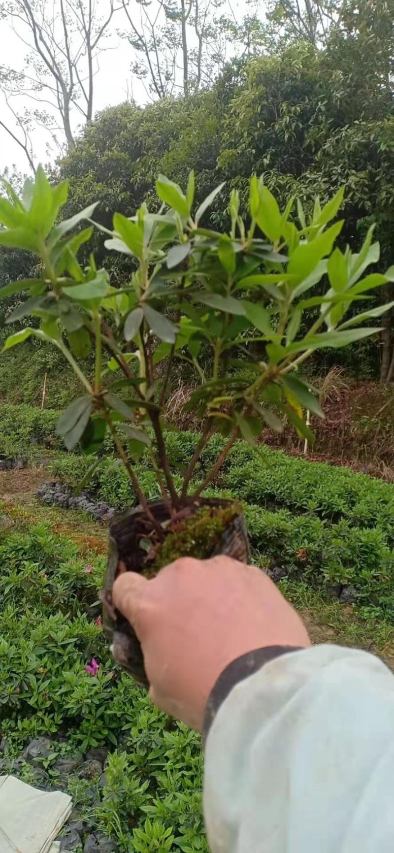 更新毛杜鹃图片规格价格批发报价行情1湖北湖南陕西生产基地