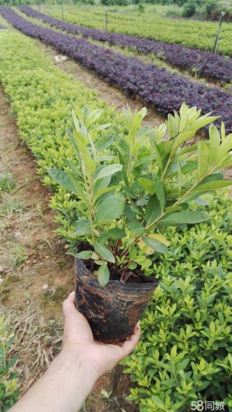 更新毛杜鹃图片规格价格批发报价行情1湖北湖南陕西生产基地