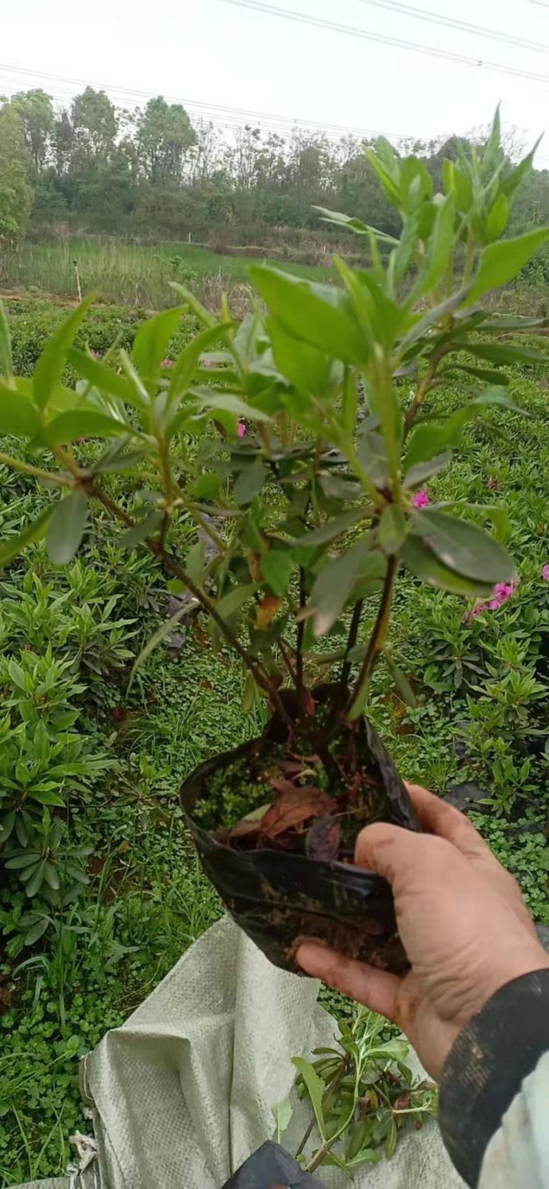 更新毛杜鹃图片规格价格批发报价行情1湖北湖南陕西生产基地