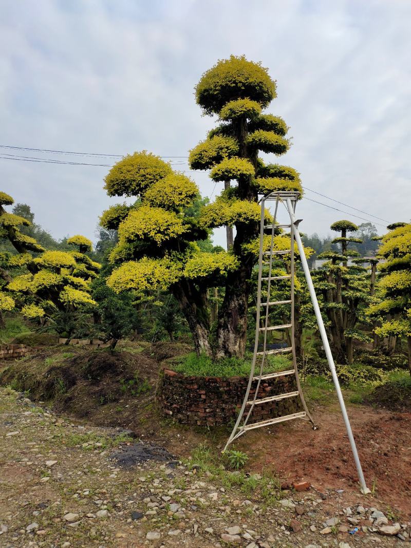 造型金禾女贞，景康园林