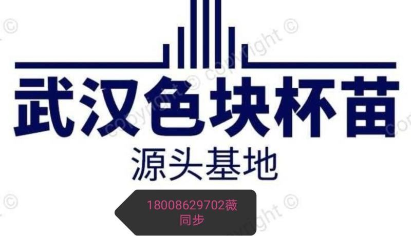 更新毛杜鹃图片规格价格批发报价行情1湖北湖南陕西生产基地