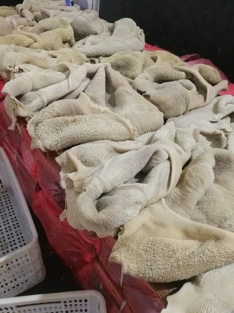 【熟牛肚】优质牛肚里外精修无油无冰常年加工