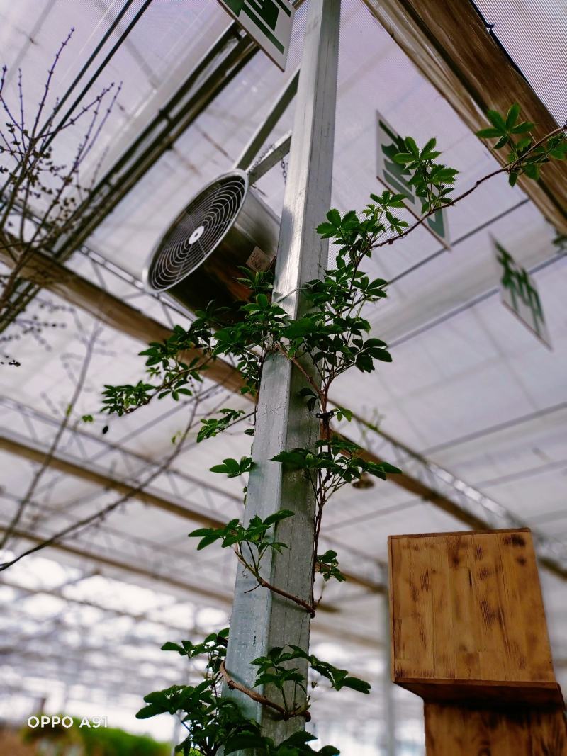 生产加工：养殖大棚种植大棚日光暖棚连栋大棚