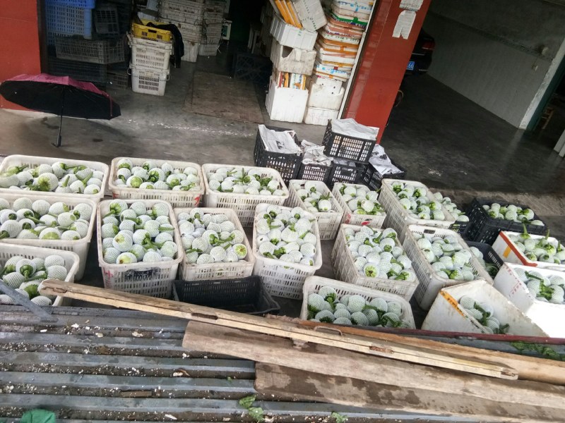 南瓜（新鮮吊南瓜现货）