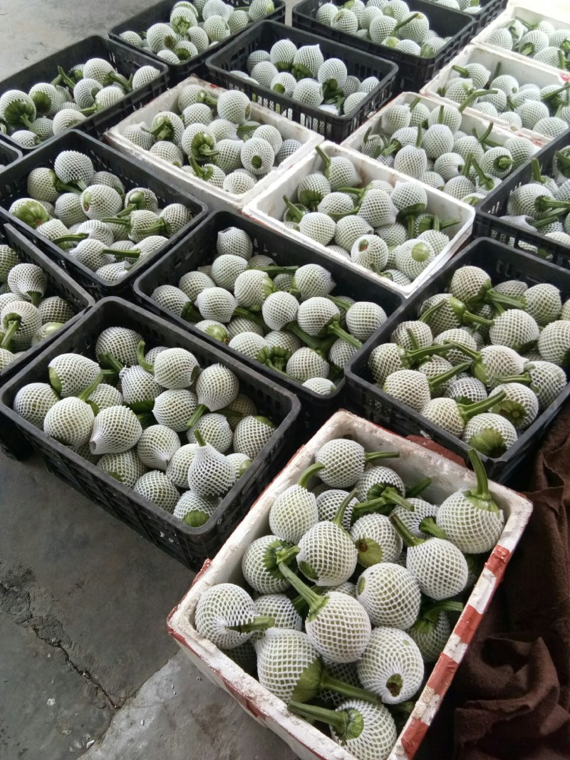 南瓜（新鮮吊南瓜现货）