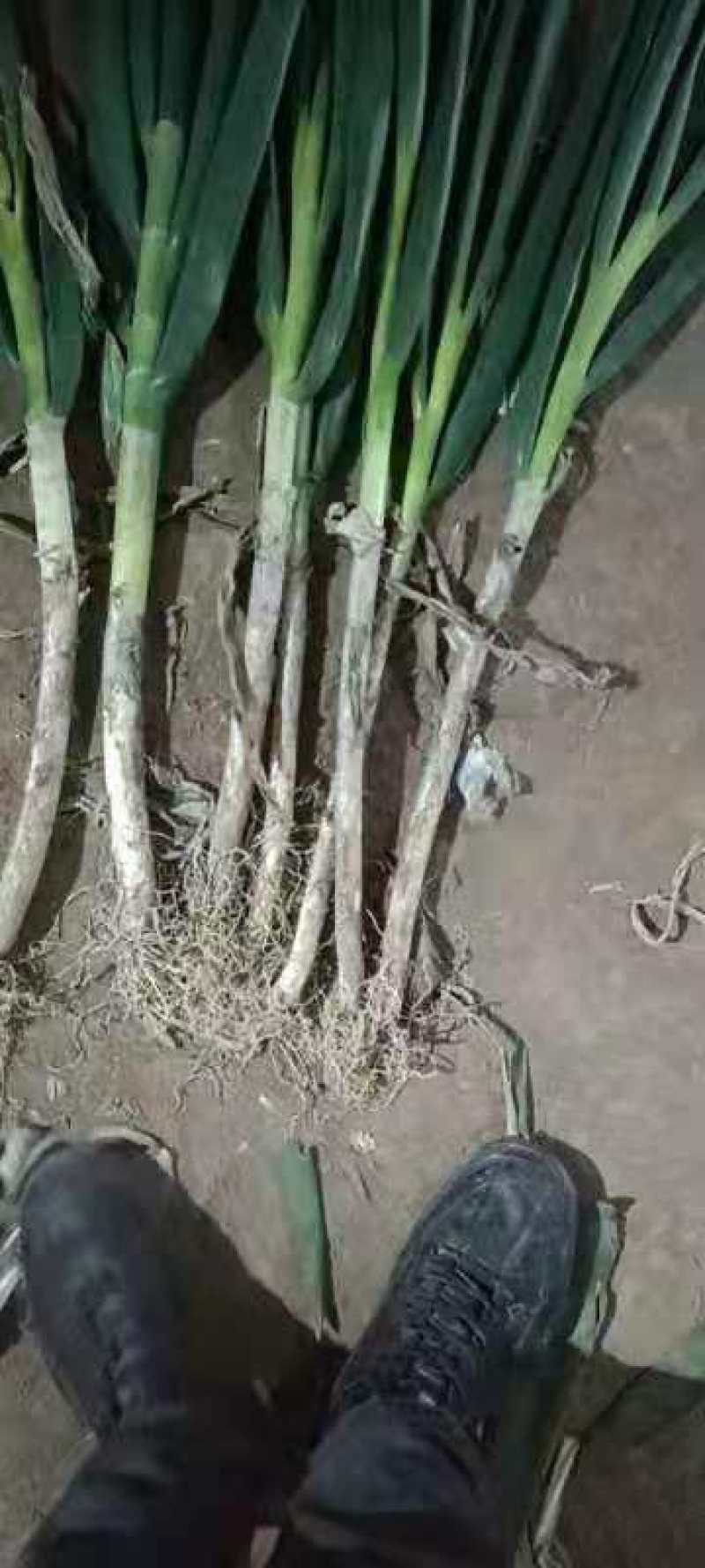 精品启东大葱