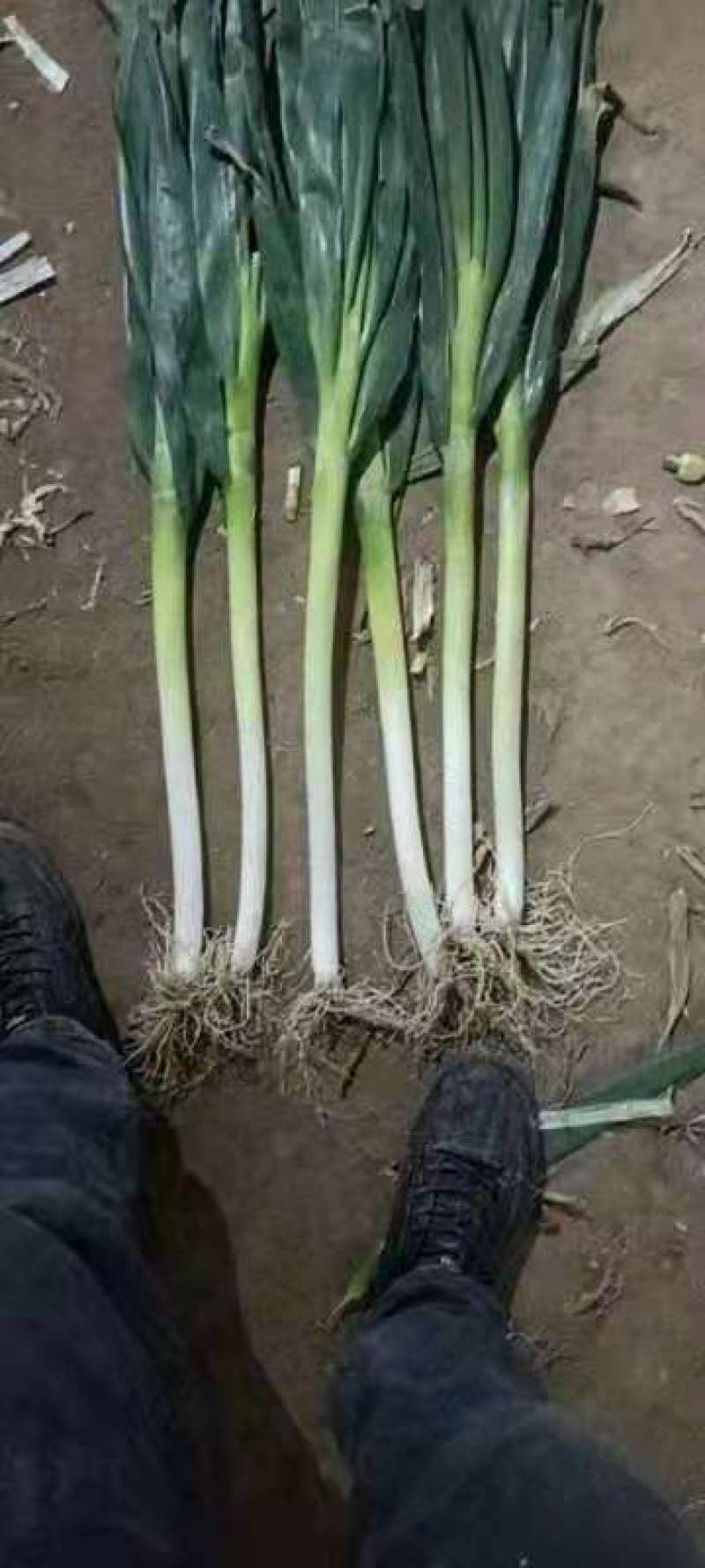 精品启东大葱
