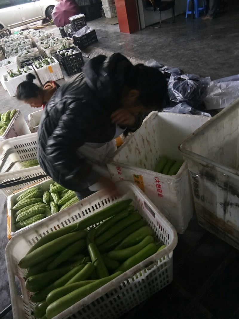 丝瓜（新鮮丝瓜現貨）