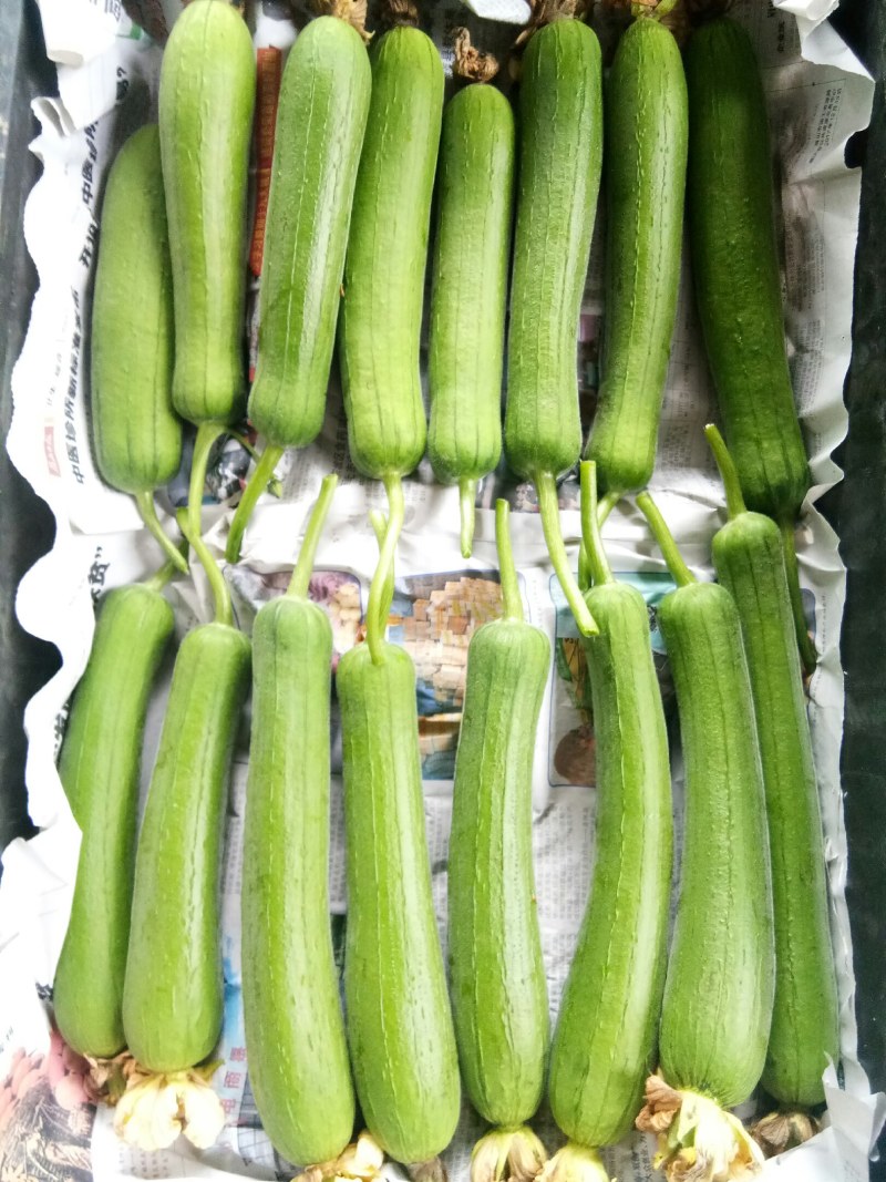 丝瓜（新鮮丝瓜現貨）