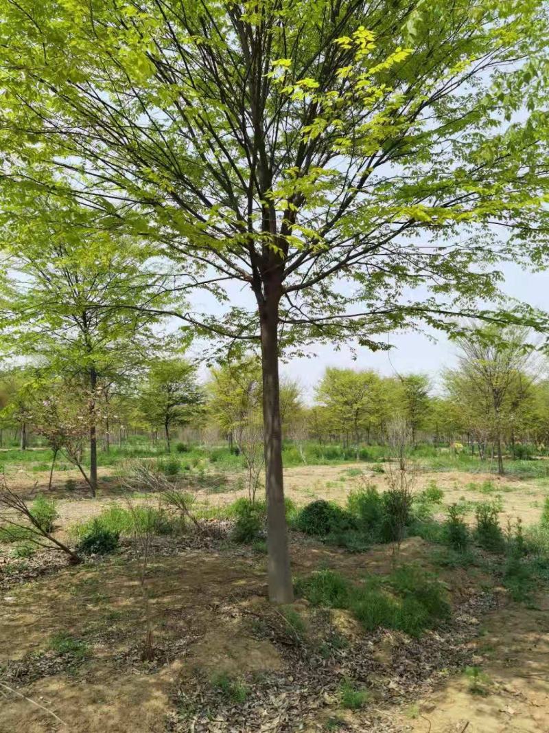 【推荐】精品榉树10到20公分工程苗基地直发欢迎咨询