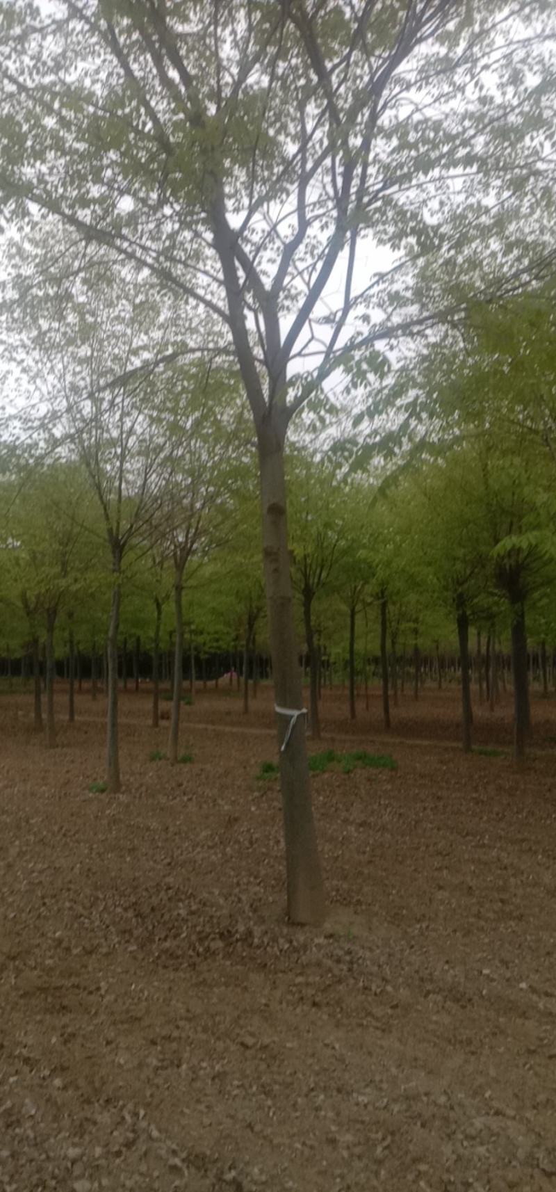 【推荐】精品榉树10到20公分工程苗基地直发欢迎咨询