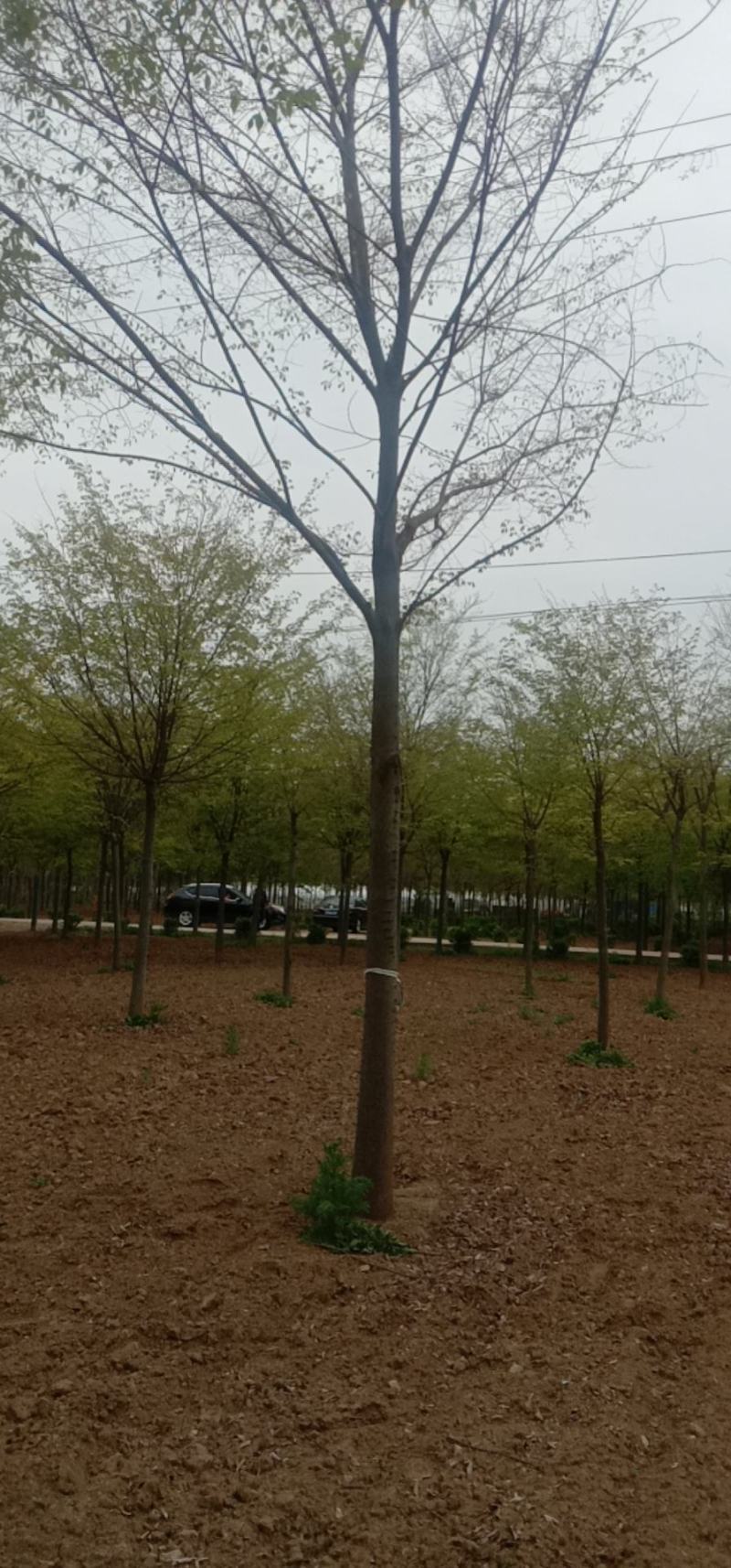 【推荐】精品榉树10到20公分工程苗基地直发欢迎咨询