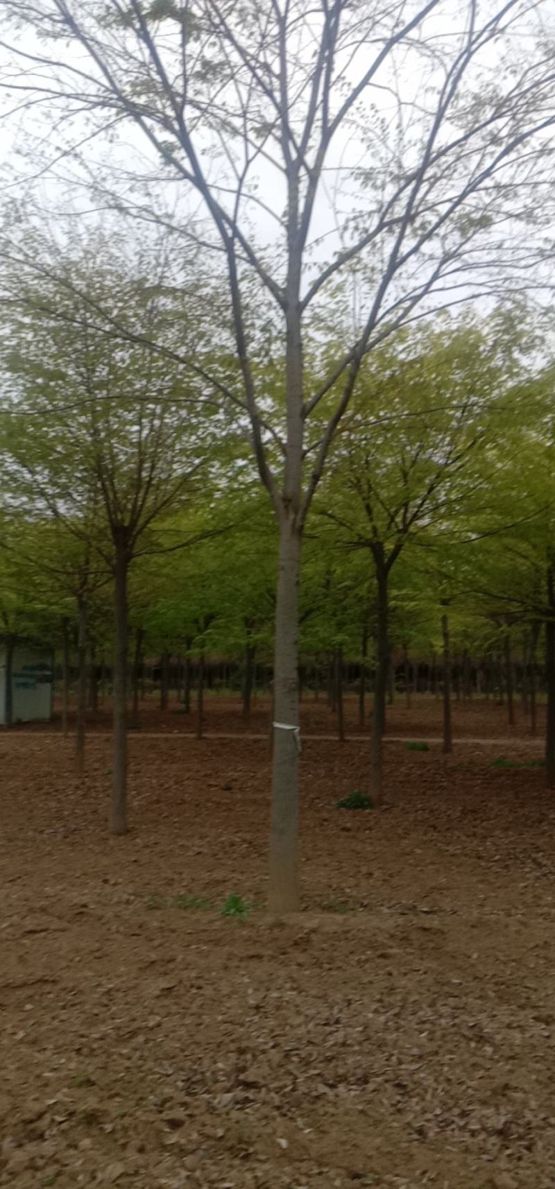 【推荐】精品榉树10到20公分工程苗基地直发欢迎咨询