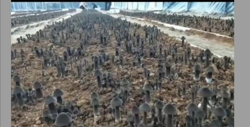 黑皮鸡枞菌包研发生产种植技术指导销售