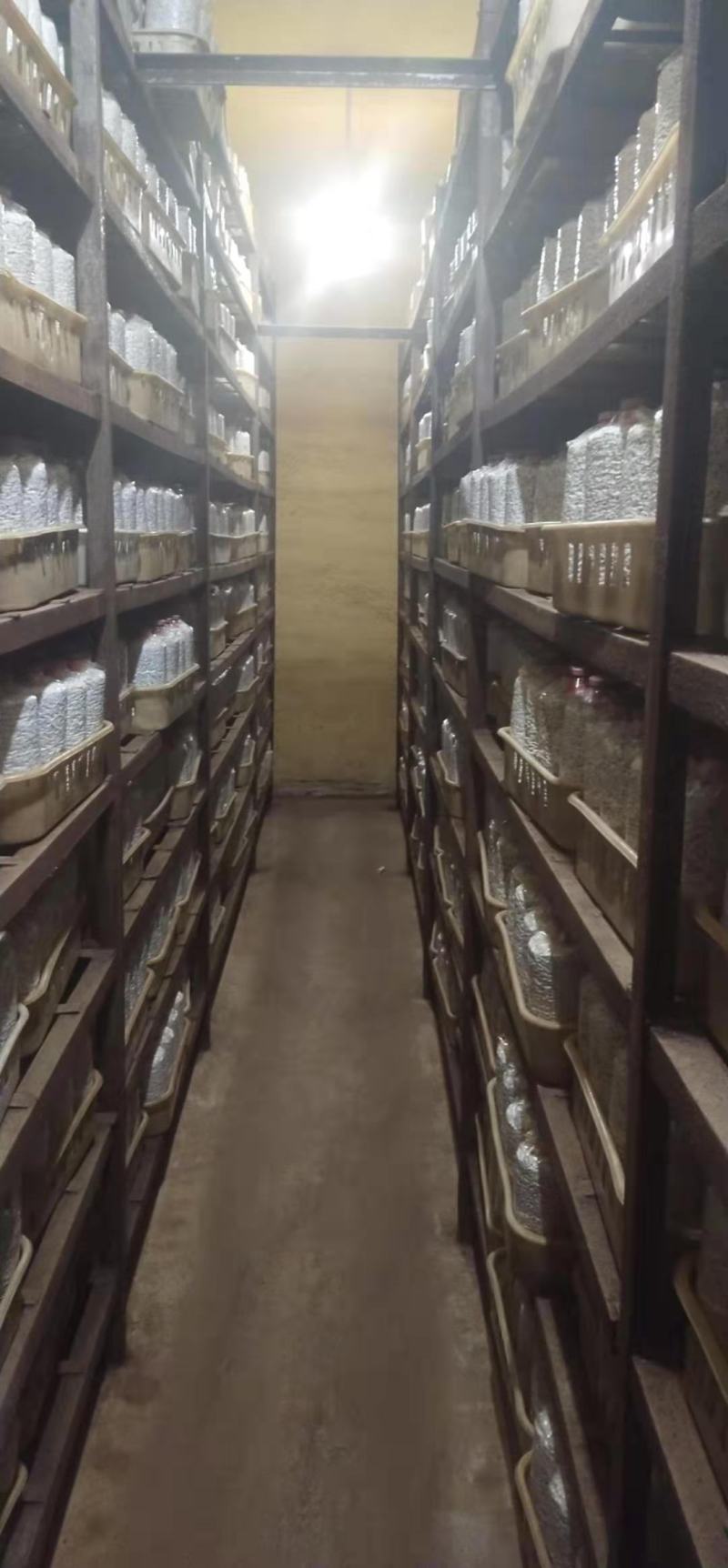 黑皮鸡枞菌包研发生产种植技术指导销售