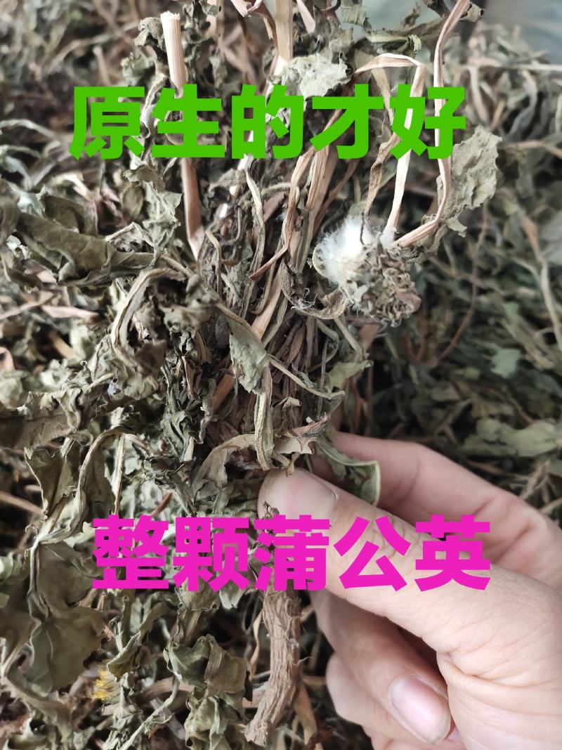中药材整株蒲公英野生蒲公英草货源充足，全国发货