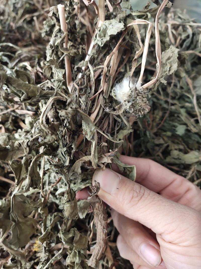 中药材整株蒲公英野生蒲公英草货源充足，全国发货
