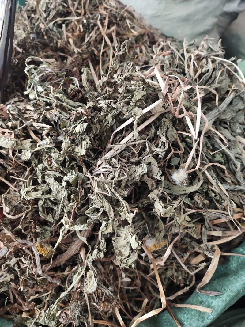 中药材整株蒲公英野生蒲公英草货源充足，全国发货
