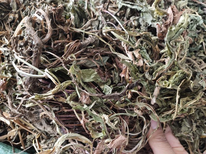 中药材整株蒲公英野生蒲公英草货源充足，全国发货