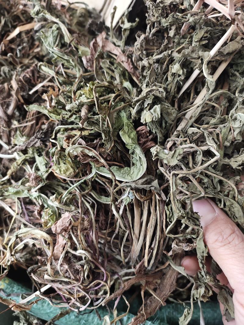 中药材整株蒲公英野生蒲公英草货源充足，全国发货