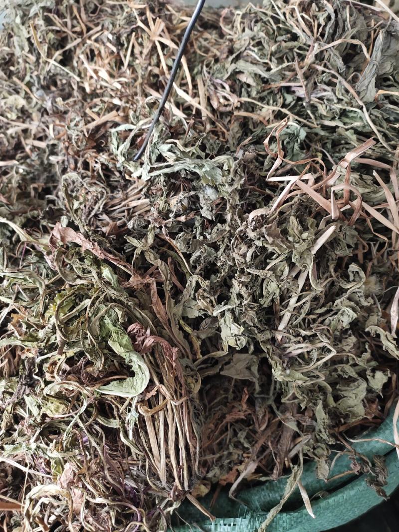 中药材整株蒲公英野生蒲公英草货源充足，全国发货