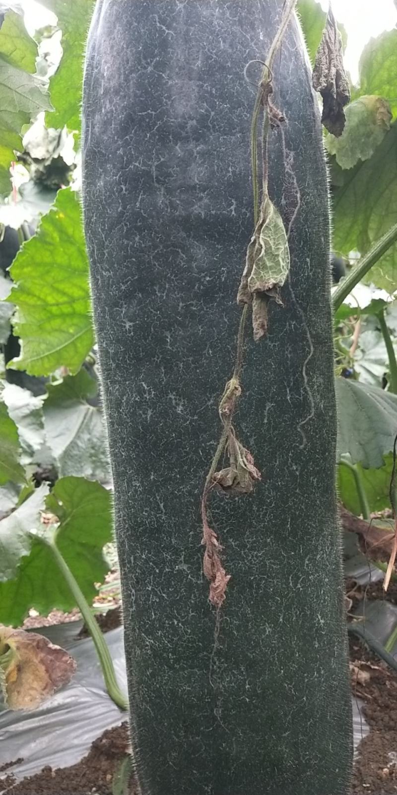 黑皮冬瓜