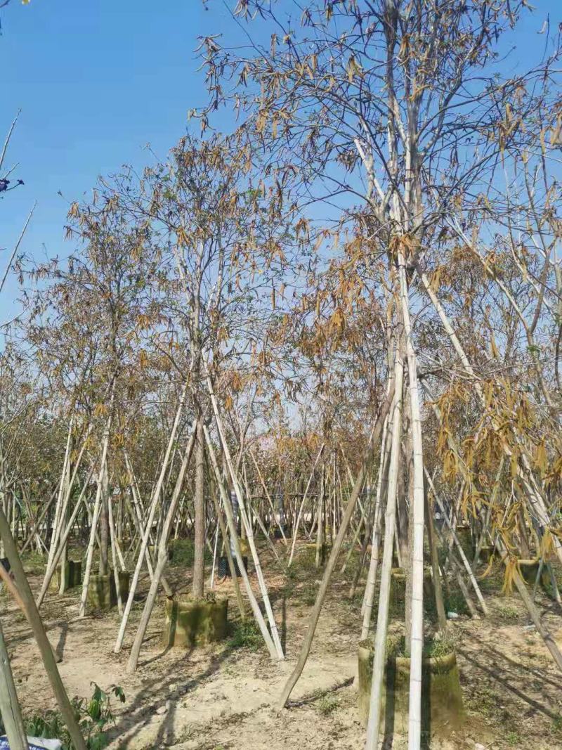 黄花风铃木(多花)12分，全冠