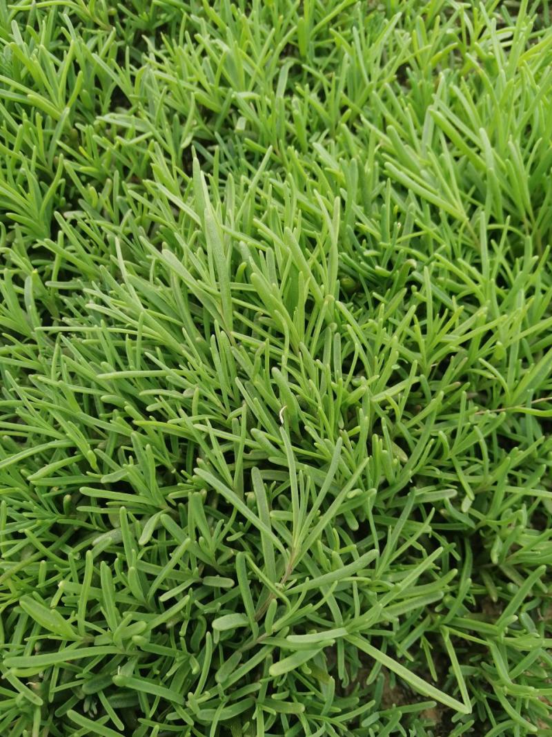 龙须菜，时令特菜，龙须菜，东营特色小吃，
