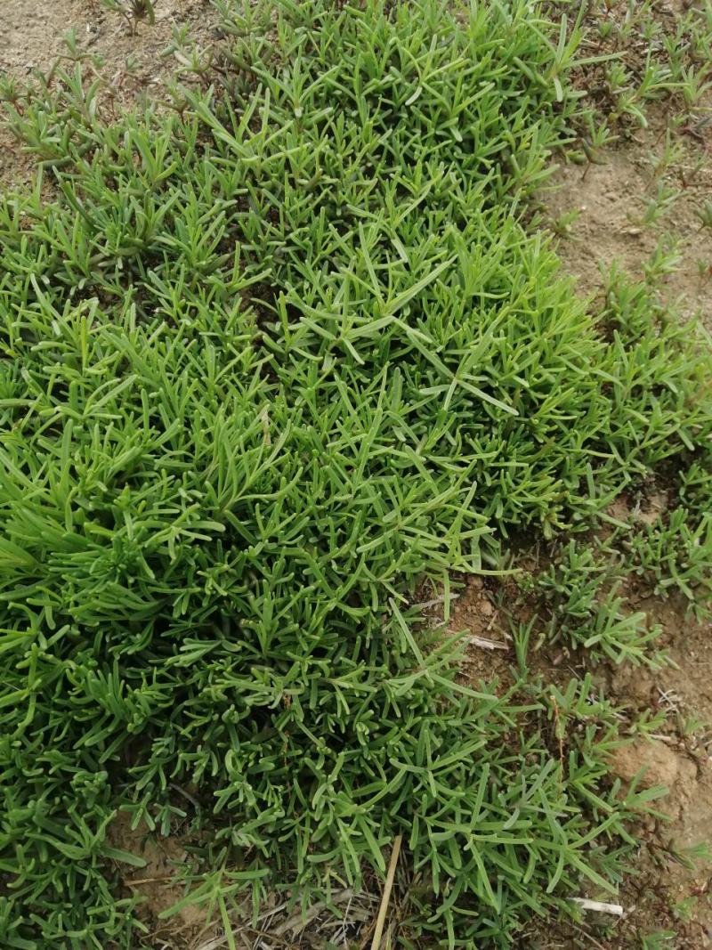 龙须菜，时令特菜，龙须菜，东营特色小吃，