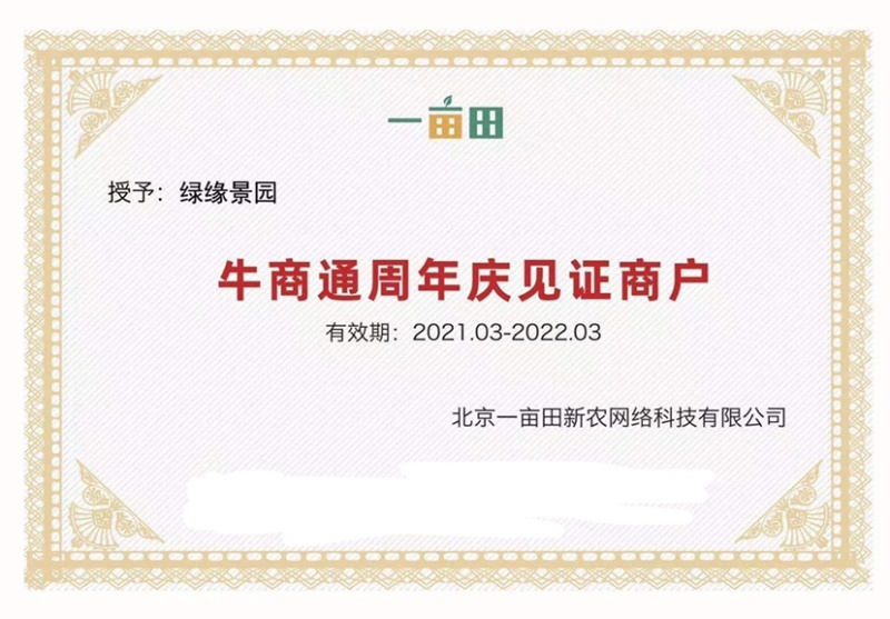 幸福树绿宝提根盆景加伦盆大小规格齐全整箱批发