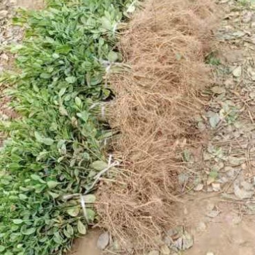 【精品】卫矛苗卫矛小苗，卫矛工程苗各种规格齐全欢迎咨询