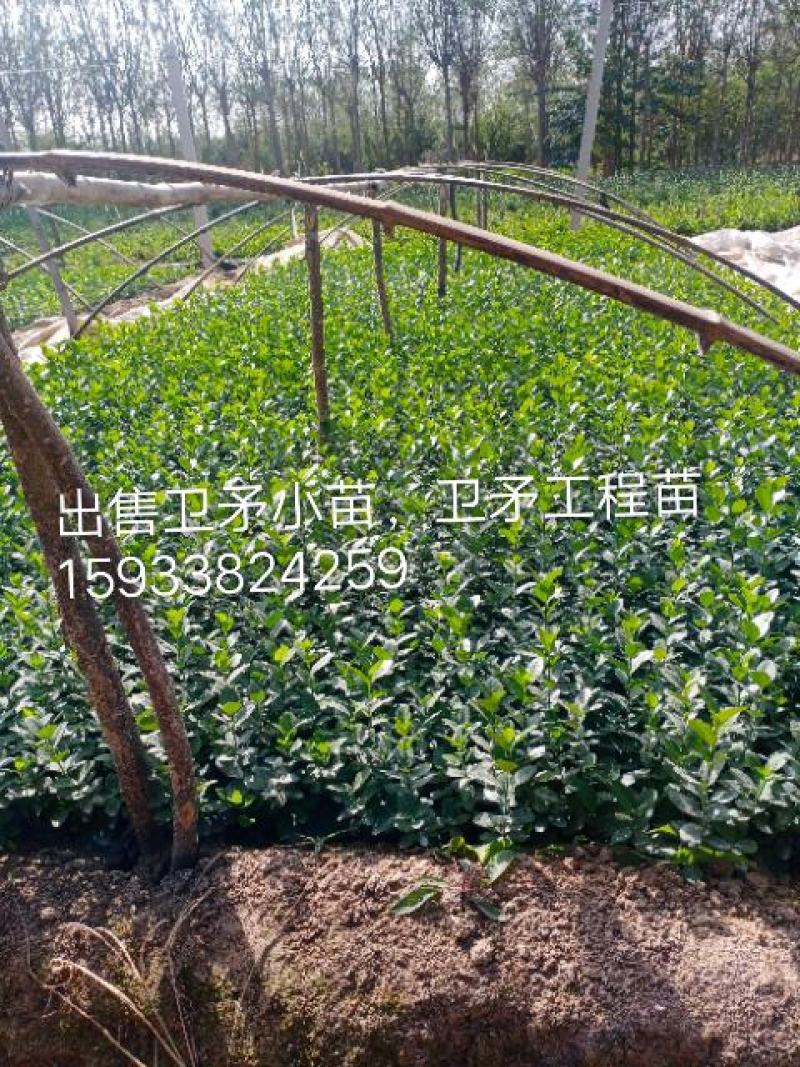 【精品】卫矛苗卫矛小苗，卫矛工程苗各种规格齐全欢迎咨询