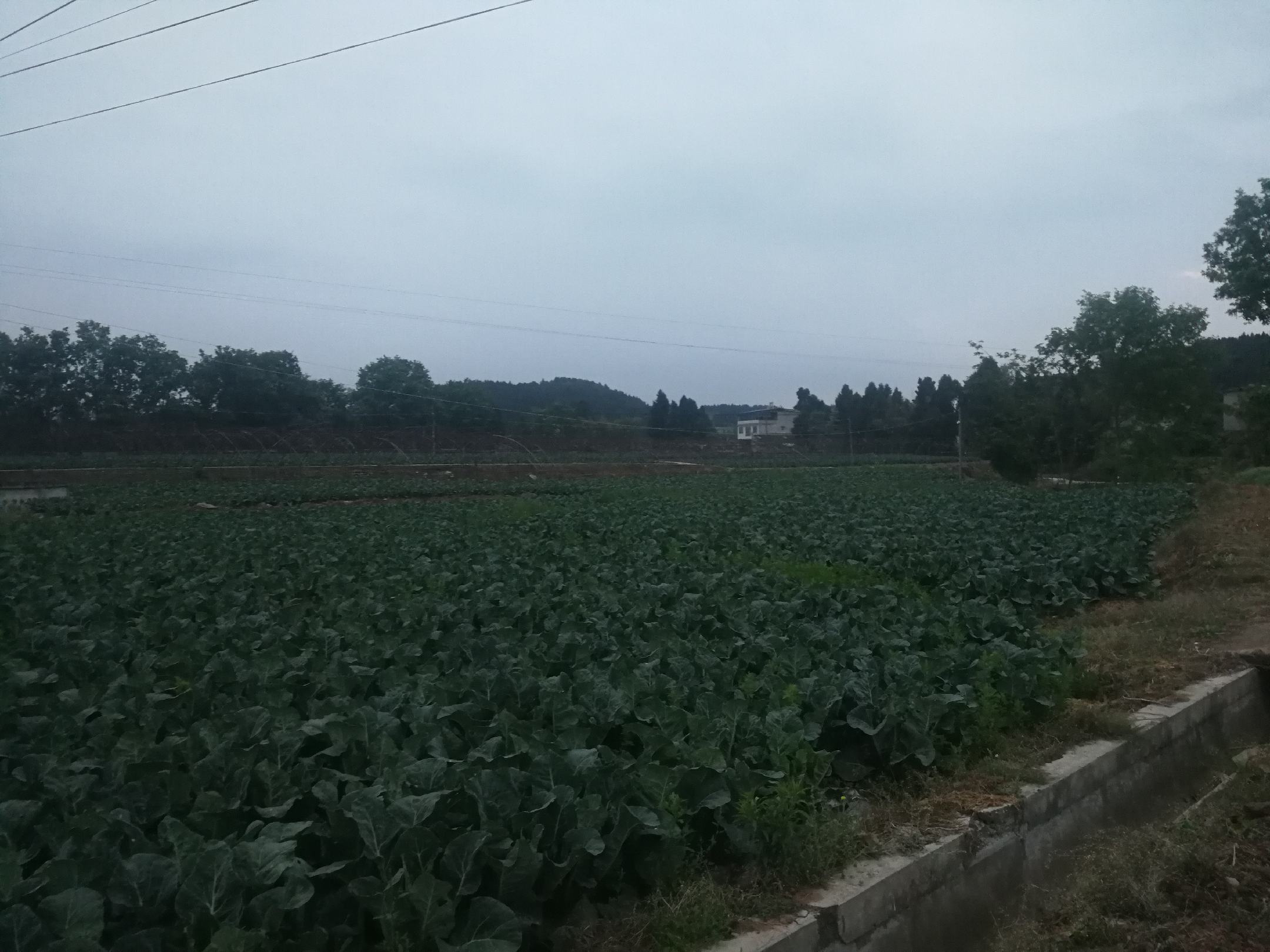 西兰花种植在绿色农场中，阳光明媚的田园风光