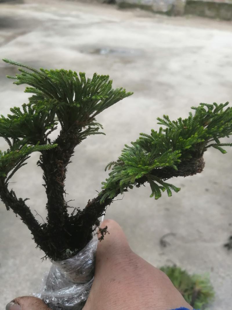 卷柏 又叫九死还魂草 不同订货量，价格差异！