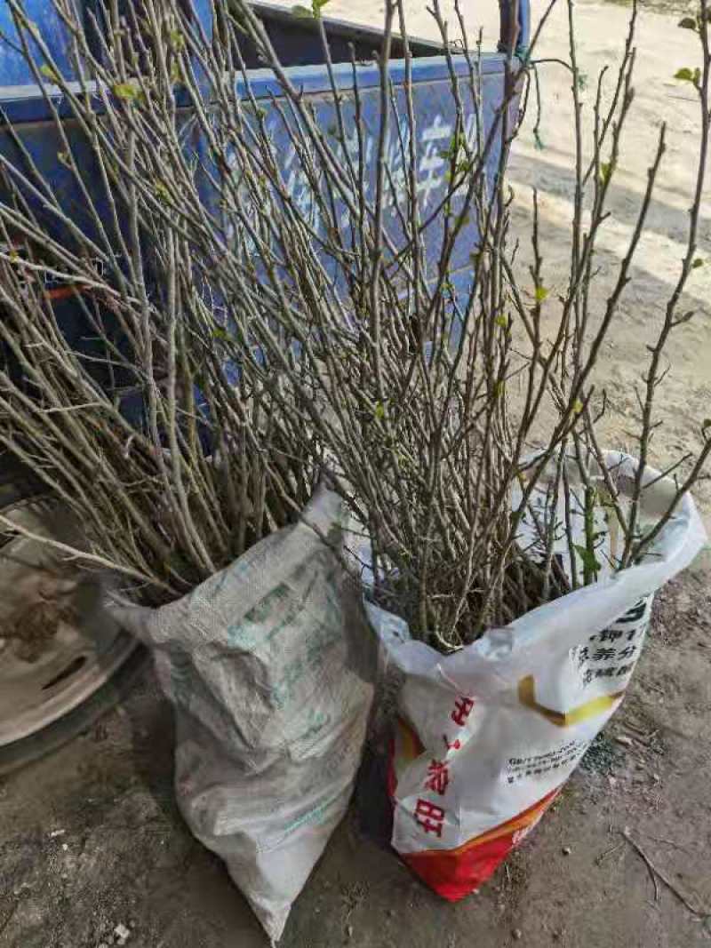 火棘球，海滨木槿，金叶苔草