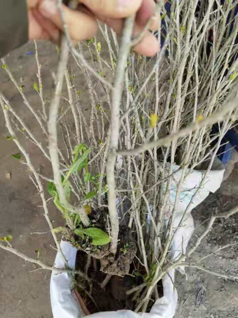 火棘球，海滨木槿，金叶苔草
