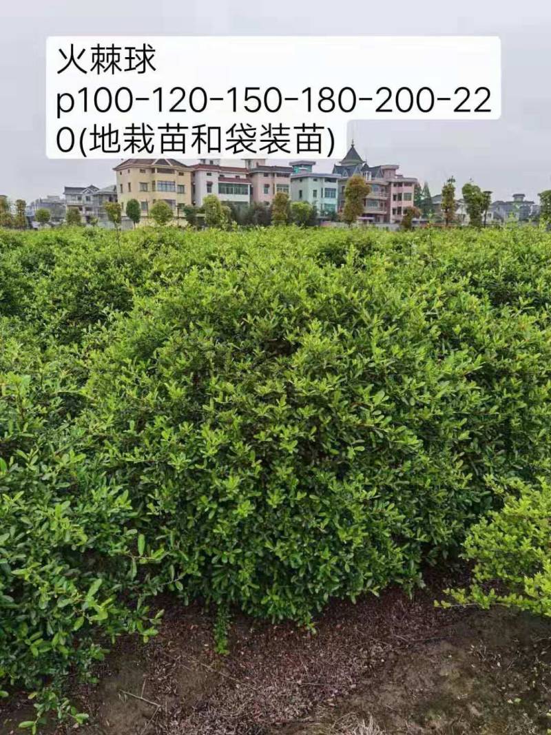 火棘球，海滨木槿，金叶苔草