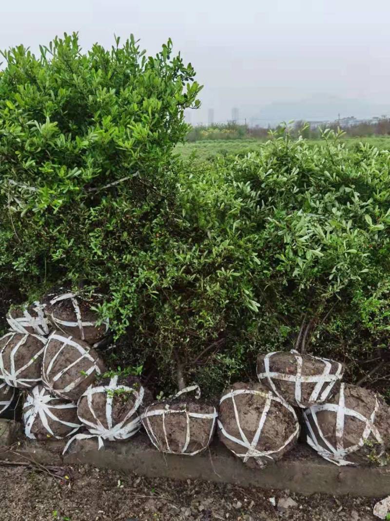 火棘球，海滨木槿，金叶苔草