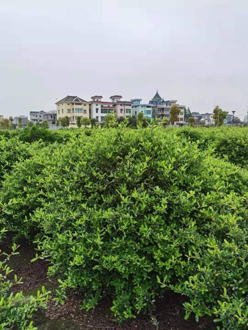 火棘球，海滨木槿，金叶苔草