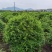 火棘球，海滨木槿，金叶苔草