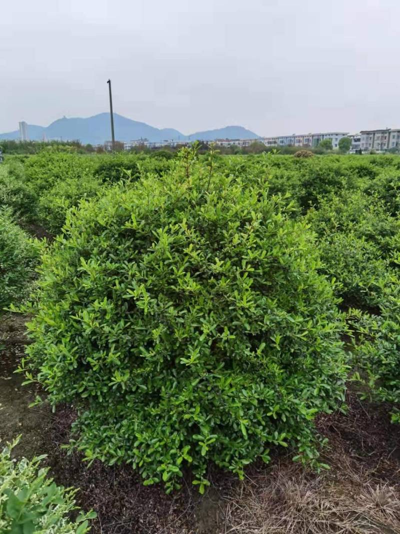 火棘球，海滨木槿，金叶苔草