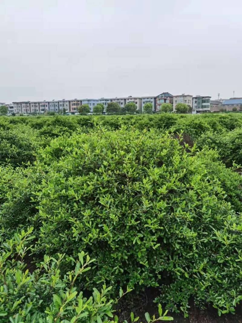 火棘球，海滨木槿，金叶苔草